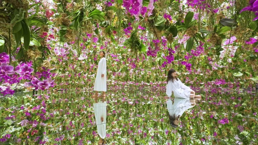 teamLab, Floating Flower Garden. More than 13,000 living orchids, rooted in air. © teamLab